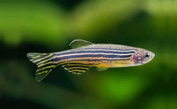 Данио рерио (Danio rerio)