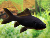 Золотая рыбка Комета черная (Goldfish comet black)