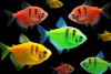 Тернеция Glo Fish с полосой ассорти (Gymnocorymbus ternetzi)  1,5-2 см