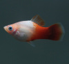 Пецилия красно белая (Xiphophorus maculatus red & white Platy)