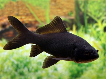 Золотая рыбка Комета черная (Goldfish comet black)