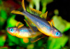 Попондетта фурката (лат. Pseudomugil furcatus) Радужница карликовая 2 см.