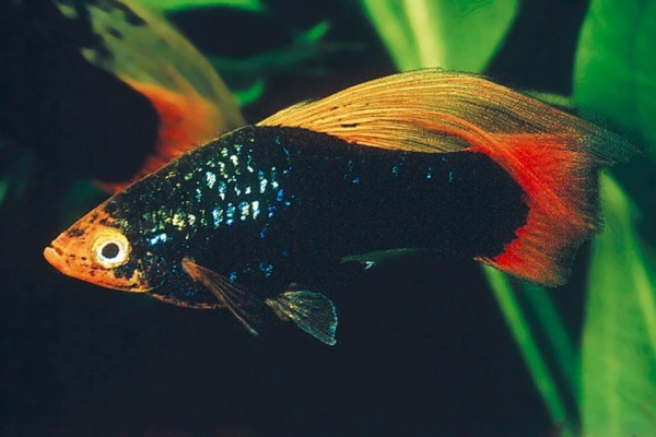 Пецилия черная высокоплавничная (Xiphophorus variatus Black hifin Platy)