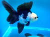 Оранда панда (Goldfish Oranda panda)