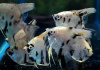 Скалярия Березка (pterophyllum birch)
