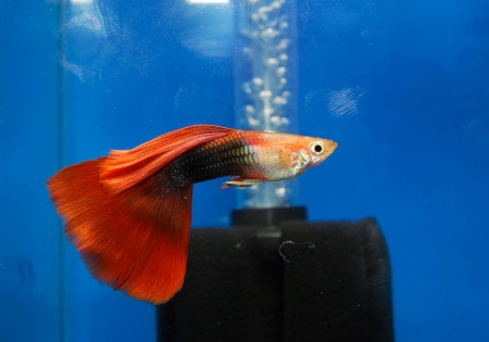 Гуппи кои смокинг (Guppy Koi Tuxedo)