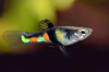 Гуппи Эндлера Кампона Эль Тигре  (Guppy) Самец