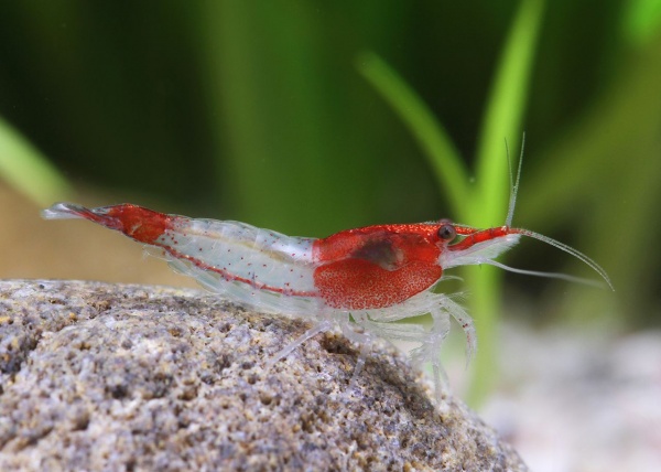 Креветка Рили Красная  (Neocaridina heteropoda sp. Rili)