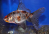 Золотая рыбка Шубункин бристольский ситцевый (Goldfish Bristol Shubunkin calico)