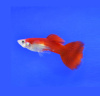 Гуппи красный блондин (Guppy Blond red)
