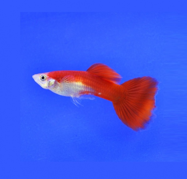 Гуппи красный блондин (Guppy Blond red)