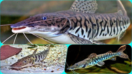 Тигровая псевдоплатистома( Pseudoplatistoma tigrinum) сом  5-6  см