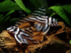 Номерной сом L046 Гипанциструс Зебра (лат. Hypancistrus Zebra)