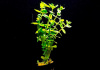 Бакопа каролинская (Bacopa caroliniana)