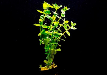 Бакопа каролинская (Bacopa caroliniana)