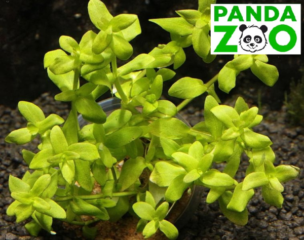 Bacopa serpyllifolia (sp. Japan) - Бакопа серпилифолия (японская) L173