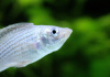Моллинезия снежинка парусная (Poecilia velifera Silver lyretail Molly)