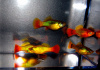 Пецилия пестрая радужная (Xiphophorus variatus sunset rainbow Platy)