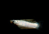 Моллинезия снежинка парусная (Poecilia velifera Silver lyretail Molly)