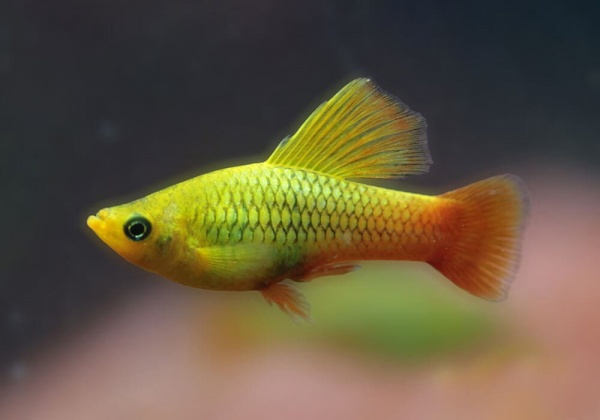 Пецилия золотой попугай  (Xiphophorus maculatus sunset sailfin)