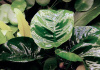Анубиас Бартера бабочка (Anubias barteri Butterfly)
