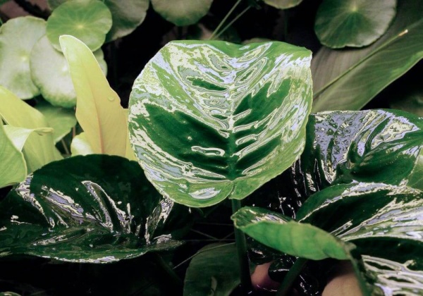 Анубиас Бартера бабочка (Anubias barteri Butterfly)