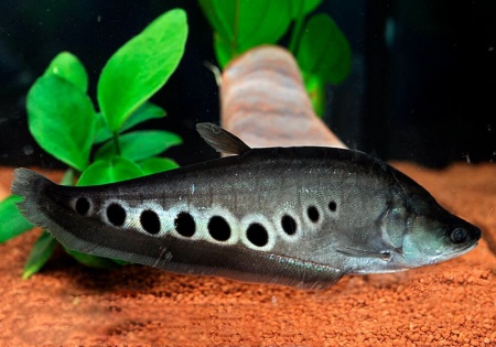 Нож Индийский Хитала глазчатый (Notopterus chitala) 7 см