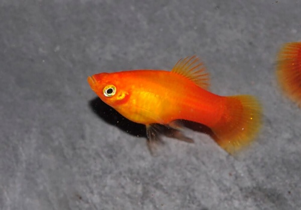 Пецилия солнечная закат (Xiphophorus maculatus sunset Platy) сансэт