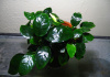 Анубиас Бартера карликовый (Anubias barteri var nana)