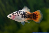 Пецилия красно белая ситцевая (Xiphophorus maculatus white & red calico Platy)