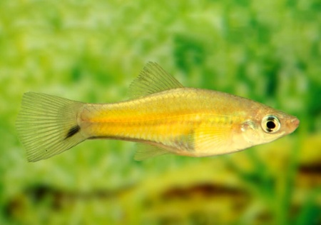 Меченосец Лимонный (Xiphophorus helleri lemon)