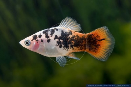 Пецилия красно белая ситцевая (Xiphophorus maculatus white & red calico Platy)