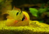 Цихлида Апистограмма Рамирези (apistogramma ramirezi) 3 см