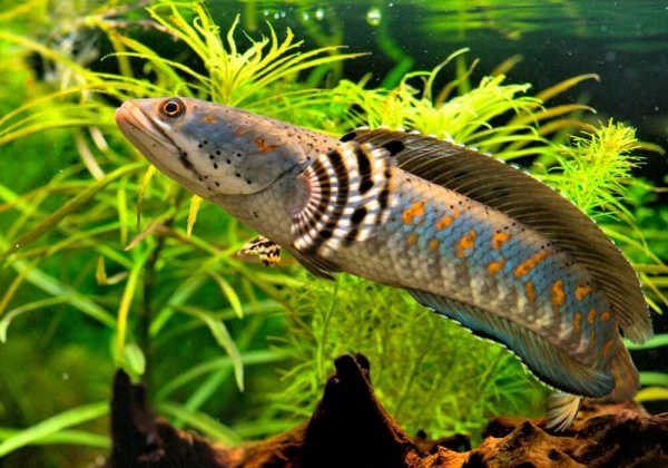 Змееголов Пульхера (Channa pulchra)