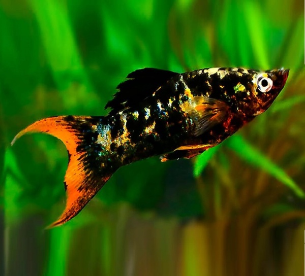 Моллинезия мраморная оранжевохвостая лирохвостая (Poecilia latipinna Marble Orange Tail Lyre Molly)