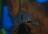 Лабео черный (Morulius chrysophekadion)