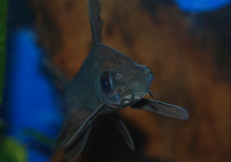 Лабео черный (Morulius chrysophekadion)