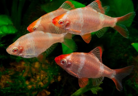 Барбус Гонконг  (Barbus tetrazona) 5 см.