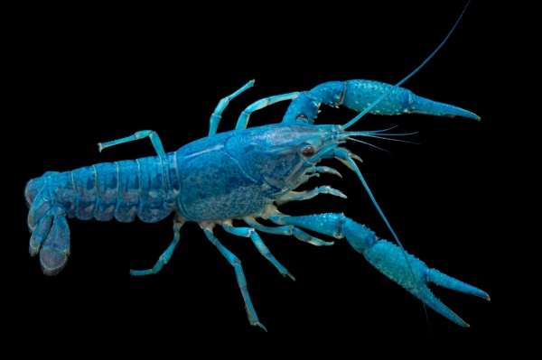 Рак Флоридский голубой, синий (Procambarus alleni)