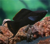 Моллинезия Велифера  Черная Нигра парусная (Poecilia velifera)