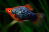 Пецилия черная (Xiphophorus variatus Black Platy)