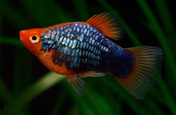 Пецилия черная (Xiphophorus variatus Black Platy)