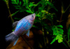 Пецилия синяя (Xiphophorus maculatus blue)