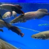 Арапаима гигантская (лат. Arapaima gigas) 10-15 см (малек)