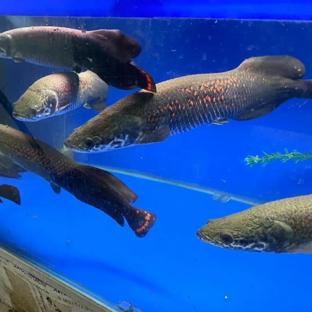 Арапаима гигантская (лат. Arapaima gigas) 10-15 см (малек)