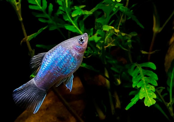 Пецилия синяя (Xiphophorus maculatus blue)