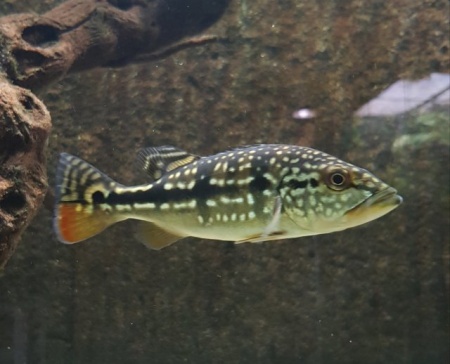 ЦИХЛА АЗУЛ  (Cichla Azul piquiti) 4-4,5 см
