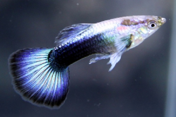 Гуппи синий Туркис (Guppy blue turquoise)
