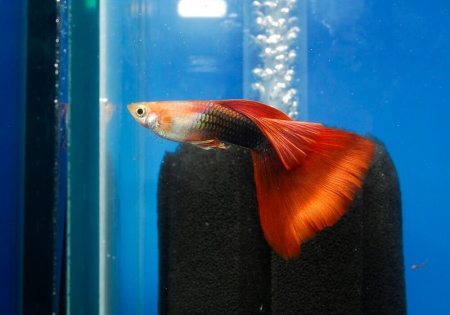 Гуппи кои смокинг (Guppy Koi Tuxedo)