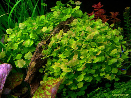 Cardamine lyrata- Кардамин лирата L024